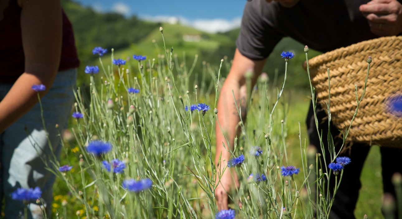 Nabarmendutako irudia